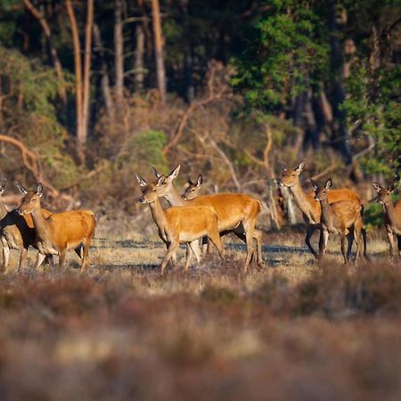 Omheind Chalet Met Prive Hottub. Op De Veluwe Βίλα Voorthuizen Εξωτερικό φωτογραφία
