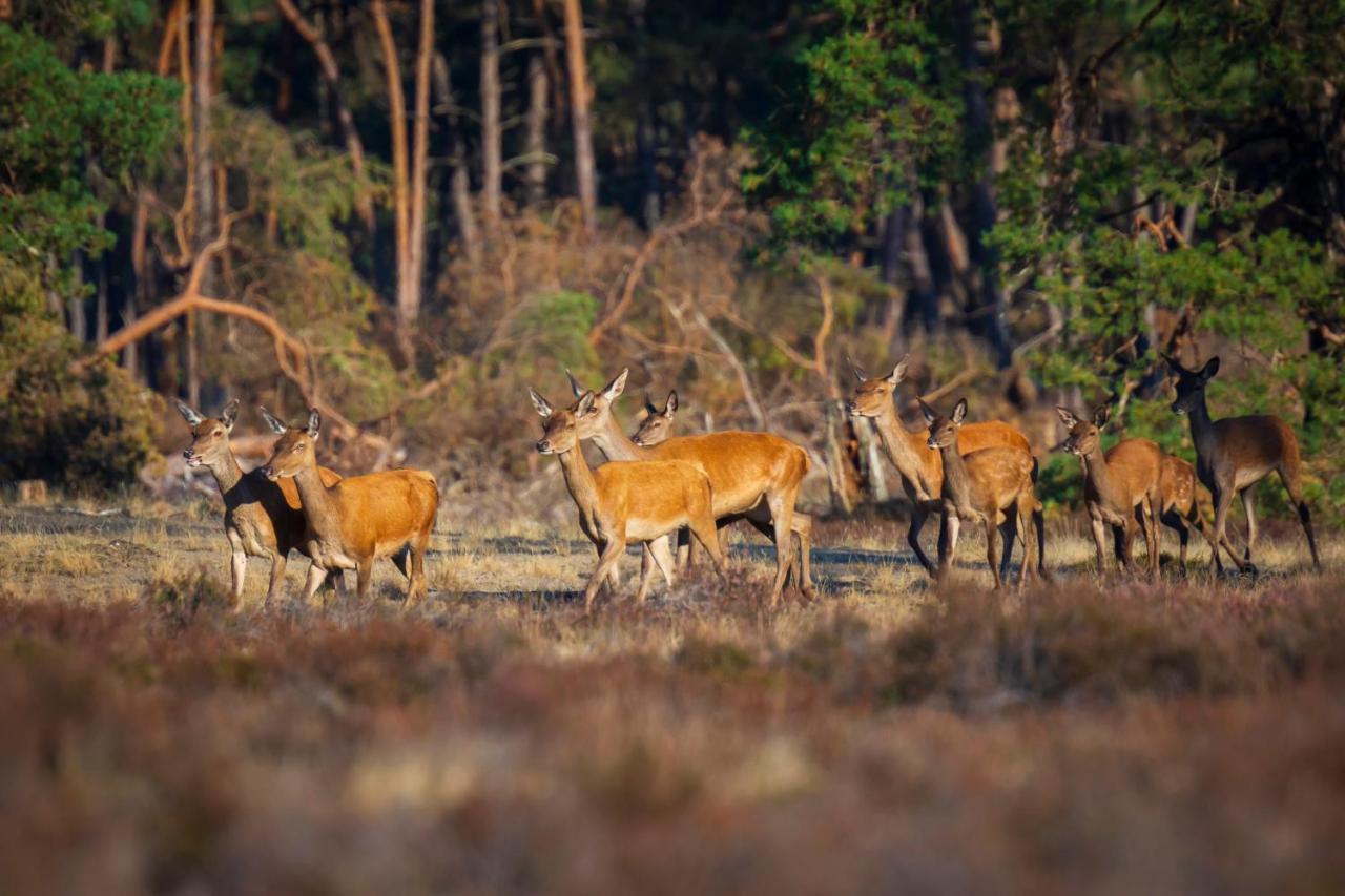 Omheind Chalet Met Prive Hottub. Op De Veluwe Βίλα Voorthuizen Εξωτερικό φωτογραφία